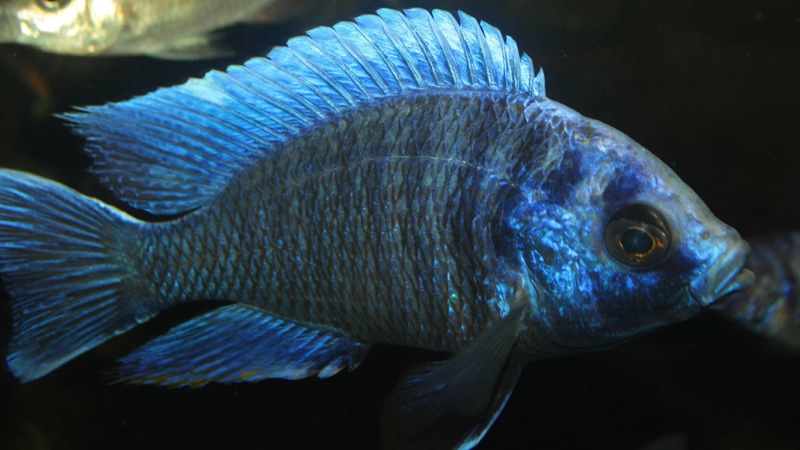 Copadichromis cyaneus 'Zimbawe Rock'